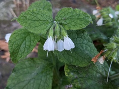 Symphytum orientale