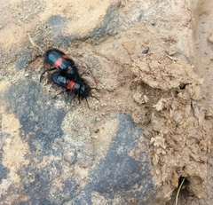 Astylus aulicus