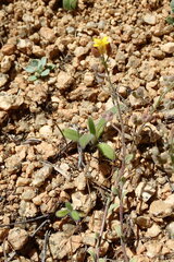 Physaria didymocarpa