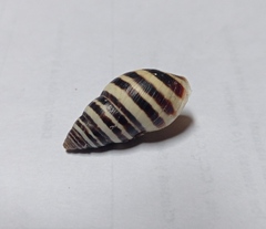 Drymaeus nigrofasciatus