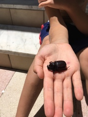 Oryctes nasicornis corniculatus