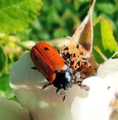 Clytra quadripunctata