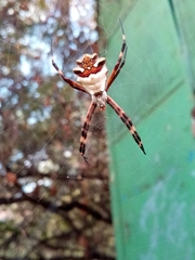 Argiope argentata