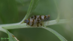 Reptalus quadricinctus