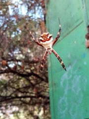 Argiope argentata