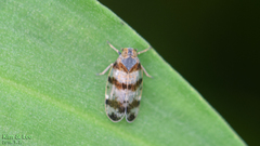Reptalus quadricinctus