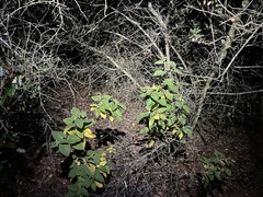 Lepechinia cardiophylla