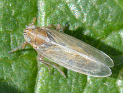 Ribautodelphax albostriata