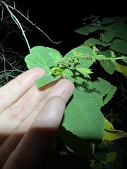 Lepechinia cardiophylla