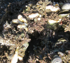 Eudistoma elongatum