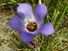Eustoma russellianum
