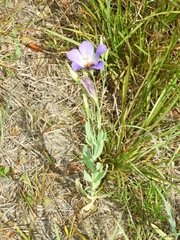 Eustoma russellianum
