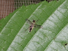 Entomophthoraceae