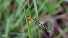 Ischnura asiatica