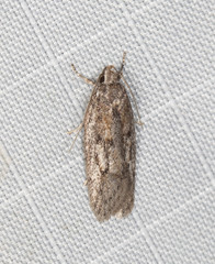 Acantholena siccella