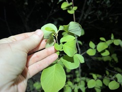 Styrax redivivus