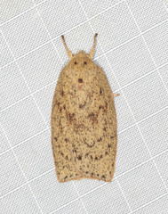 Euchaetis cryptorrhoda