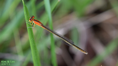 Ischnura asiatica