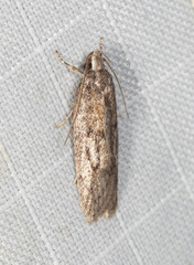 Acantholena siccella