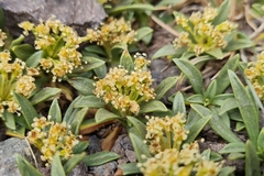 Azorella ruizii