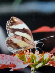 Pieriballia viardi