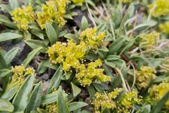 Azorella ruizii
