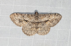 Psilalcis isombra