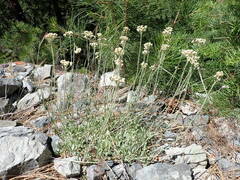 Antennaria rosea confinis