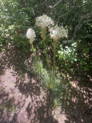 Xerophyllum