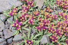 Azorella ruizii