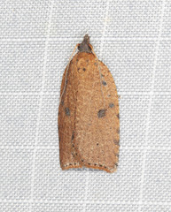 Meritastis polygraphana