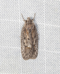 Acantholena siccella