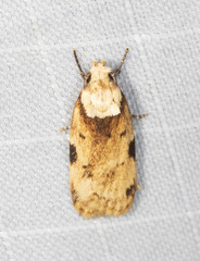 Elaeonoma deltacostamela