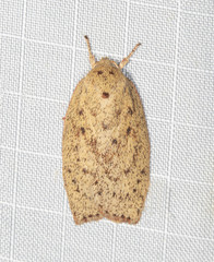 Euchaetis cryptorrhoda