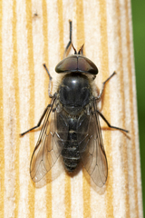 Tabanus maculicornis