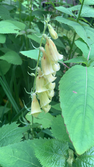 Digitalis grandiflora