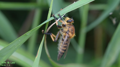 Promachus yesonicus
