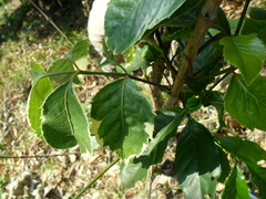 Polyscias guilfoylei