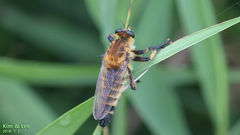 Promachus yesonicus