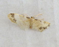 Idaea trigeminata