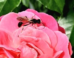 Sceliphron caementarium