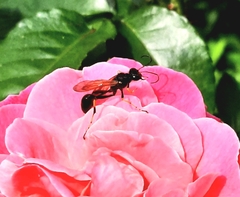 Sceliphron caementarium