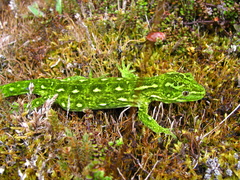 Naultinus tuberculatus