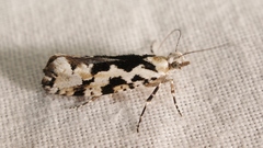Ypsolopha sequella