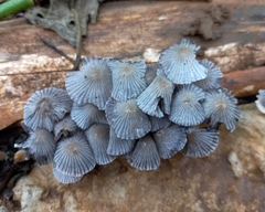 Coprinellus disseminatus