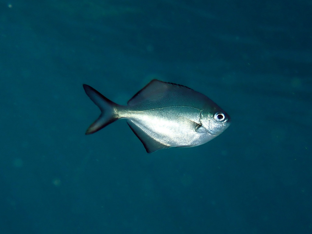 False pompano (Scorpis lineolata) — Kyphosidae