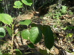 Polyscias guilfoylei