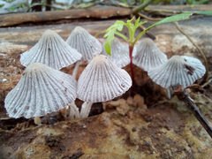 Coprinellus disseminatus