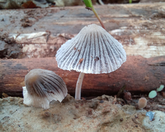 Coprinellus disseminatus