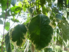 Polyscias guilfoylei